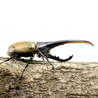 【DMM 昆虫】ヘラクレスオオカブト 成虫 オス 単品 生体 カブトムシ ヘラクレスヘラクレス ヘラヘラ 昆虫…