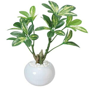 yizysz̊y VFt|bg  lHϗt tFCNO[ G} ϗtA G} Mtg v[g 蕨 j i ObY  ʔ lC