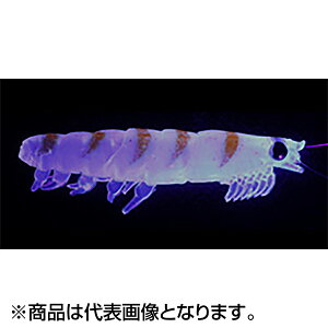 �_�C��(DAIWA) ���A���I�L�A�~���[�� �^�t 3L 58mm �P�C�������I�L�A�~