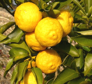 ፂmY䂸gp  䂸 80glC̃pE_[eB[䂸@䂸@@pE_[eB[