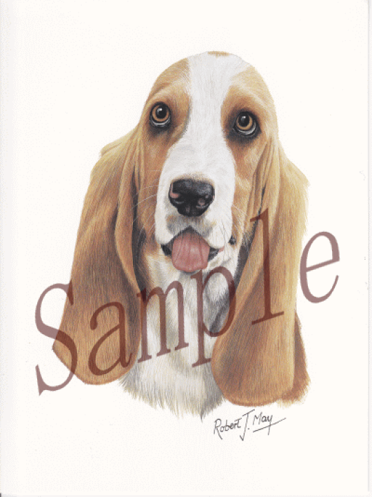 楽天市場 在庫限り グリーティングカード バセット ハウンド 輸入雑貨 犬雑貨 犬グッズ 犬雑貨専門店 銀屋