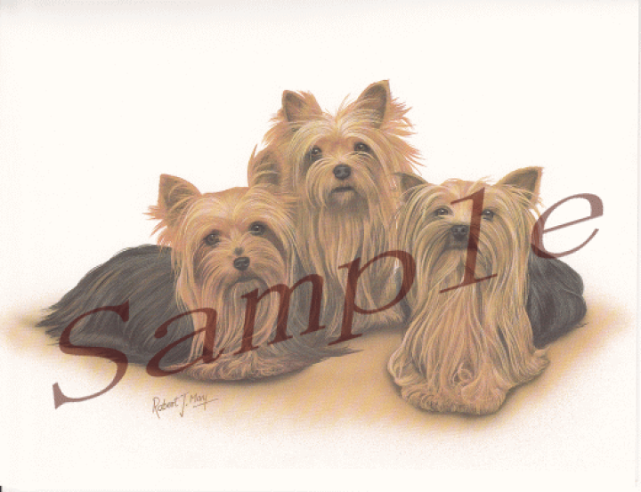 楽天市場 在庫限り グリーティングカード ヨークシャー テリア ヨーキー 輸入雑貨 犬雑貨 犬グッズ 犬雑貨専門店 銀屋