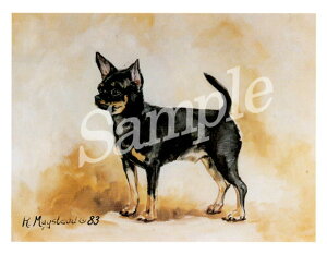 ݌Ɍ@O[eBOJ[h Ruthy`@BlackzAG݁@G݁@ObY