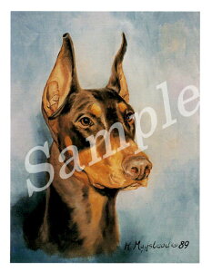 ݌Ɍ@O[eBOJ[h Ruthyh[x}@RedzAG݁@G݁@ObY