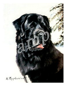 ݌Ɍ@O[eBOJ[h Ruthyj[t@hh@Black - Head ShotzAG݁@G݁@ObY