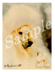 ݌Ɍ@O[eBOJ[h Ruthyv[h@White Head ShotzAG݁@G݁@ObY