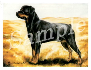 ݌Ɍ@O[eBOJ[h RuthybgC[@StandingzAG݁@G݁@ObY