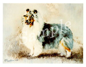 ݌Ɍ@O[eBOJ[h RuthyVFbghEV[vhbO@Standing Blue MerlezAG݁@G݁@ObY