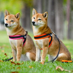 n[lX LTP113 Fibbia SOFT MESH 1 LTP113  U   Ck DOG dog gE|eB TRE PONTI CG[ IW sN O[ ubNyTCzyBz