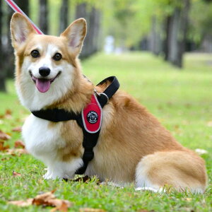 yő400~N[|IɂfCzn[lX nh LTP200 Primo REFLECTIVE XXL  U   Ck DOG dog gE|eB TRE PONTI CG[ IW bh sN XJCu[ ub