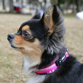 首輪 カラー 犬 LGE103 GW コンフォタブル カラー エコ 2.5号 首輪 カラー 犬 散歩 防水 犬具 アウトドア ジウォーク GEWALK オレンジ ピンク ブルー グレー