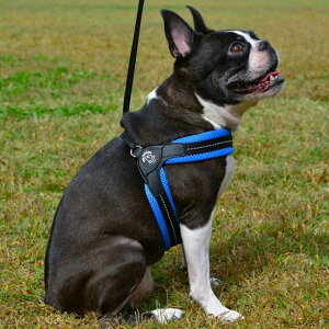 yő400~N[|IɂfCzn[lX LTP103 Liberta SOFT MESH 1 LTP103  U   Ck DOG dog gE|eB TRE PONTI CG[ IW sN O[ ubNyTCzyBz