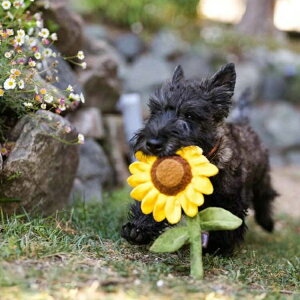 u[~OofB[Y p ybgp pʂ V vȂ  v[g i fUC [N }bV[ Tt[ 