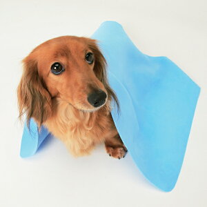 【愛犬のお風呂上りに！】吸水性のいいペットタオルを教えて！