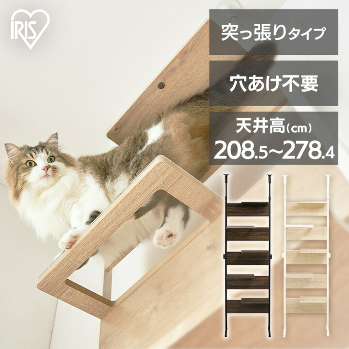 楽天市場】【最大350円クーポン！ワンにゃんデイ】キャット  