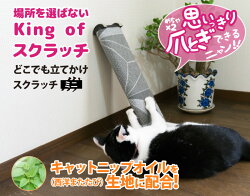 [猫