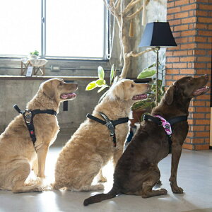 yő400~N[|I炵ɃvXz[h n[lX LTP202 Primo CAMOUFLAGE M LTP202  U   Ck DOG dog gE|eB TRE PONTI fU[gJ sNJ O[JyTCzyBz