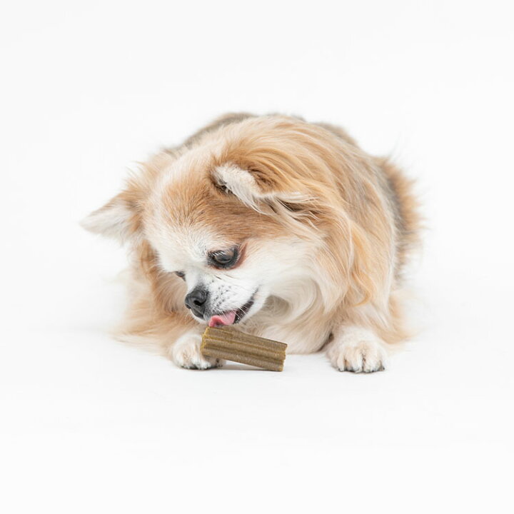 楽天市場 Olivepet ナチュラルデンタルガム トライアル エクストラバージンオリーブオイル入り オーラルケア ペットフード ドッグフード 犬 歯磨きガム 犬用おやつ デンタルケア 犬用ガム 犬用品 ラブリー ペット商事 Xs3本 S2本 M1本 Tc Pet館 ペット館 楽天市場 Olivepet ナチュラルデンタルガム トライアル エクストラバージンオリーブオイル入り オーラルケア ペットフード ドッグフード 犬 歯磨きガム 犬用おやつ デンタルケア 犬用ガム 犬用品 ラブリー ペット商事 Xs3本 S2本 M1本 Tc Pet館 ペット館