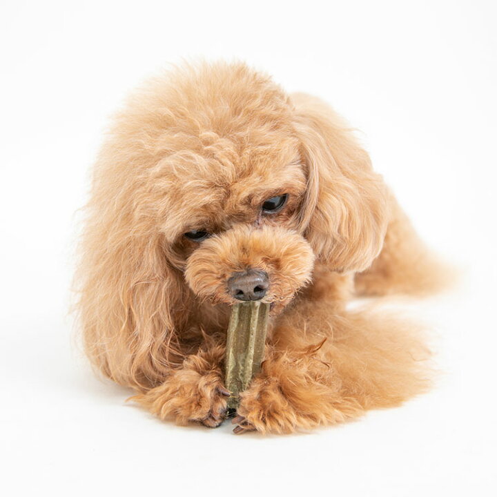 楽天市場 Olivepet ナチュラルデンタルガム トライアル エクストラバージンオリーブオイル入り オーラルケア ペットフード ドッグフード 犬 歯磨きガム 犬用おやつ デンタルケア 犬用ガム 犬用品 ラブリー ペット商事 Xs3本 S2本 M1本 Tc Pet館 ペット館 楽天市場 Olivepet ナチュラルデンタルガム トライアル エクストラバージンオリーブオイル入り オーラルケア ペットフード ドッグフード 犬 歯磨きガム 犬用おやつ デンタルケア 犬用ガム 犬用品 ラブリー ペット商事 Xs3本 S2本 M1本 Tc Pet館 ペット館