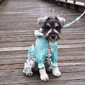 【犬用レインコート】雨の日のお散歩におすすめは？着せやすい人気のペット服を教えて！