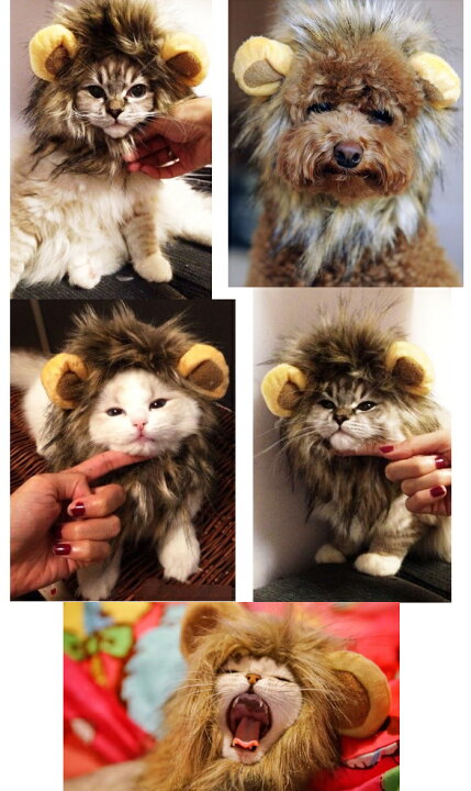 でおすすめアイテム ファン シー ドレスアップ ペット 衣装 猫 ハロウィン 犬 ライオン たてがみ ウィッグ 耳祭 Shipsctc Org