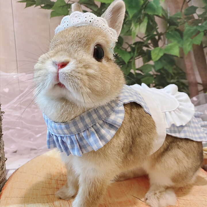 楽天市場 メーカー直送 送料無料 Gracelily フリルエプロン グレースリリー うさぎの服 うさぎ 服 ウサギ 兎 ドッグフード 犬用品の店ペネット