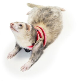 【抽選で最大100%ポイントバック！】 [ 正規品 メール便送料無料 ] レインボー ferret ランランハーネスウェア ボーダーベスト ( S M ) [ フェレット ハーネス 服 ベスト 胴輪 2022 2023 ボーダー ニット散歩 ]