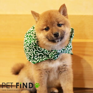  PETFiND  ͗l ANZT[ 炭 ͗l a lbN o_i C~ 킢  ͗lC~ANZT[ XJ[t Č {ɃIXX ^ ^