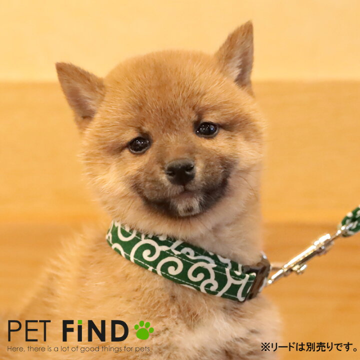 楽天市場 犬服 Petfind 犬 唐草模様 犬の首輪 小型犬 中型犬 大型犬 からくさ バックル首輪 柴犬 日本犬 かわいい おしゃれ 散歩 犬服の専門店 Pet Find
