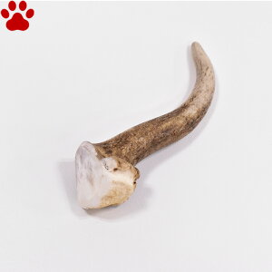 y3z [P] Ifށ@p@cm@S@1茢p@ߋ@@^@^@Y@F@Rfށ@̊p@xj\@@󂠂i