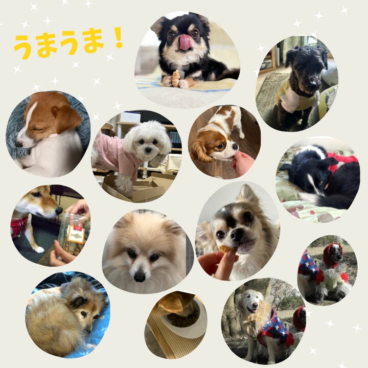 楽天市場】【ワンちゃんお写真付きレビューが豊富】 犬 おやつ 無添加 【26種から選べる5種類】食べくらべセット ( チキン 魚 馬肉 鹿肉 クッキー  さつまいも ヤギミルク ) 犬 おやつ 無添加 国産セレクト お試し トリーツ ギフト 犬オヤツ 犬用 小型犬 中型犬 ...