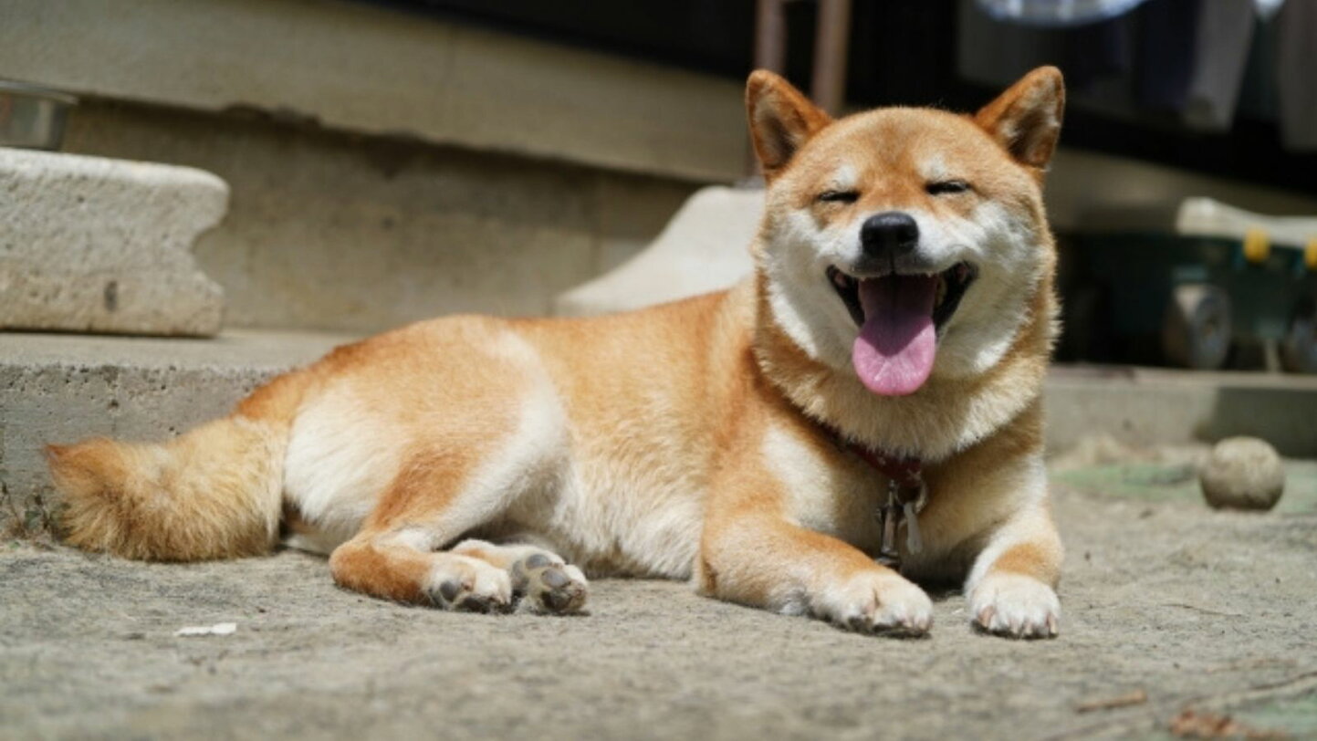 楽天市場 | わたしいぬ わたしねこライフ - 日本犬の代表・柴犬と一緒に過ごす幸せ時間
