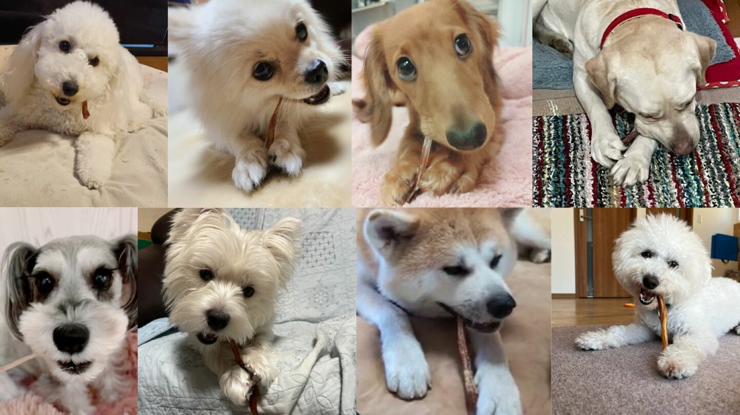 楽天市場 | わたしいぬ わたしねこライフ - 愛犬にぴったりの馬 