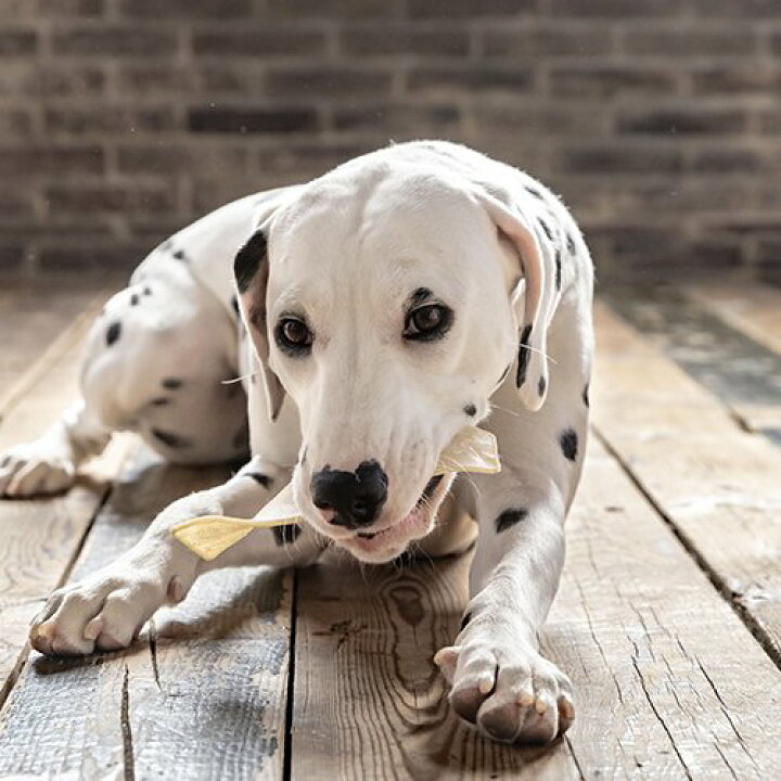 楽天市場 ポイント最大10倍 100円クーポン 犬 おやつ 無添加 国産 Fad ファッド 国産 牛皮ガム チップス Lサイズ Dad Way ダッドウェイ 大型犬 犬 犬用 おやつ ガム 牛皮 添加物 着色料 防腐剤 酸化防止剤不使用 わたしいぬ わたしねこ