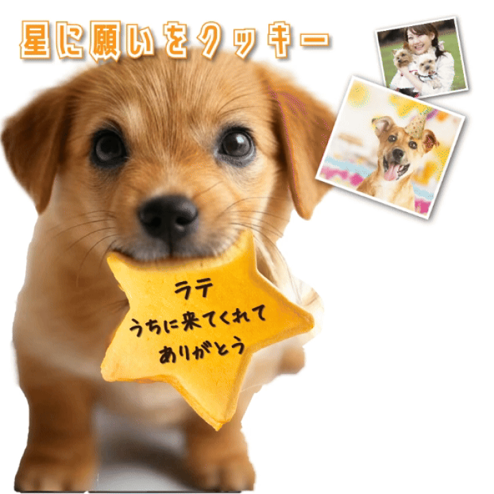 楽天市場】【名入れ 可】犬用 名入れ クッキー(星型 ネーム入り