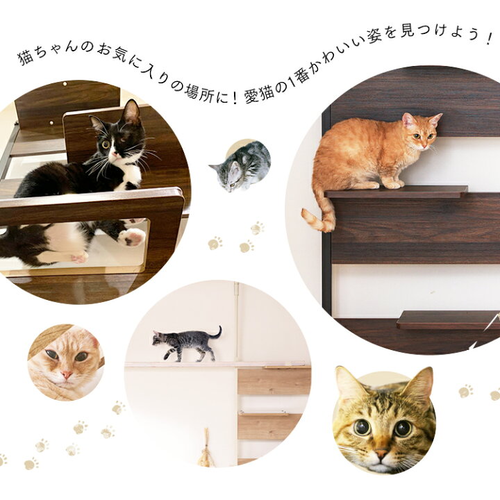 楽天市場】キャットステップ キャットウォーク 壁 突っ張り 棚 賃貸 壁 