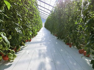 򐻖@V[gsJihV[gj0.75mx100m @@ll聦s