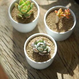 ＼Pudding pot 3個セット 多肉植物MIX／【多肉植物・サボテン専門solxsol（ソルバイソル）】 多肉植物 多肉 寄せ植え インテリア お祝い 誕生日 母の日 父の日 ギフト プレゼント おしゃれ セット 松山美紗