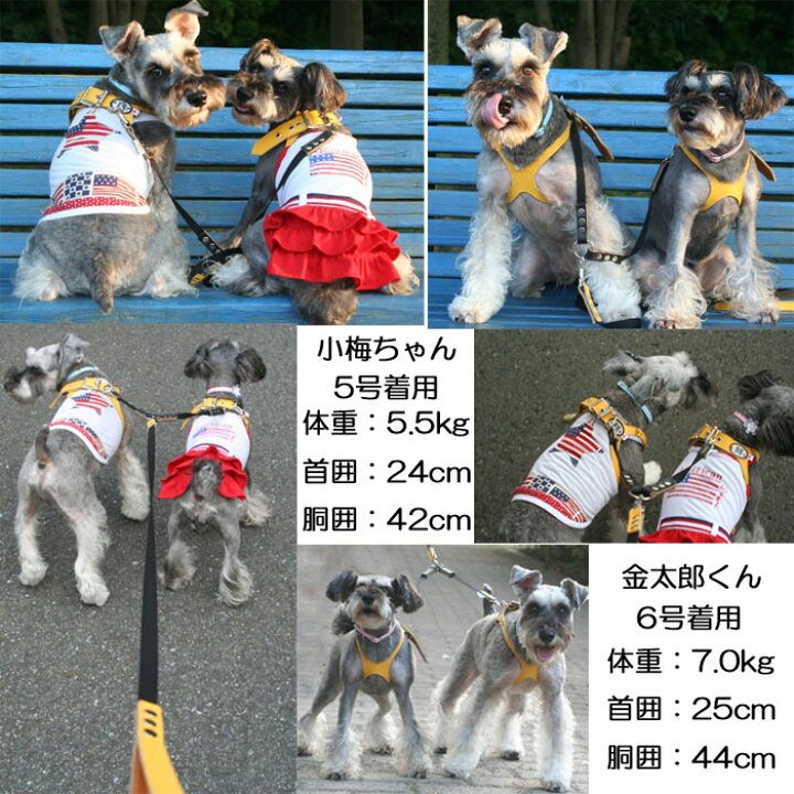楽天市場】バディベルト ハーネス 胴輪 3号 サンシャイン Sunshine ペット 犬 レザー 本革 BUDDY BELT BUDDYBELT BB バディーベルト 犬用 ドッグ 犬の首や気管に優しい究極のハーネス・胴輪 バディーベルト正規輸入代理店 正規店 : 犬服,ドッグウェア DogSkip 楽天市場】バディベルト ハーネス 胴輪 3号 サンシャイン Sunshine ペット 犬 レザー 本革 BUDDY BELT BUDDYBELT BB バディーベルト 犬用 ドッグ 犬の首や気管に優しい究極のハーネス・胴輪 バディーベルト正規輸入代理店 正規店 : 犬服,ドッグウェア DogSkip