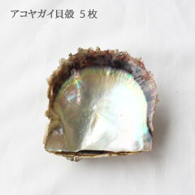 アコヤガイ貝殻-5枚セット