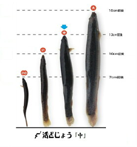 yr[đʃLy[zHp ǂ傤 500g y13cm 60Cz ǂ傤  hWE   hWE g pFǂ傤̑ hWE  VN hWE