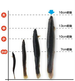 【レビューを書いて増量キャンペーン】食用 どじょう 500g 大【約16cm 約20匹】活 どじょう 生体 ドジョウ 柳川 鍋 ドジョウ 唐揚げ 料理用：どじょうの大河 ドジョウ 蒲焼 新鮮 ドジョウ