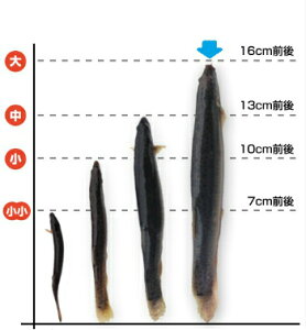 yr[đʃLy[zHp ǂ傤 500g y16cm 20Cz ǂ傤  hWE   hWE g pFǂ傤̑ hWE  VN hWE