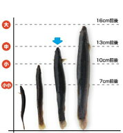 【レビューを書いて増量キャンペーン】食用 どじょう 1kg 中【約13cm 約120匹】活 どじょう 生体 ドジョ…