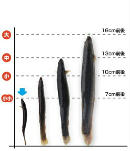 【レビューを書いて増量キャンペーン】食用 どじょう 500g 小小【約7cm 約250匹】活 どじょう 生体 ドジョウ 柳川 鍋 ドジョウ 唐揚げ 料理用:どじょうの大河 ドジョウ 蒲焼 新鮮 ドジョウ