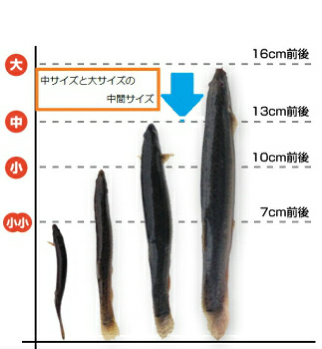 楽天市場 タチウオ釣り関西地域特別仕様 冷凍どじょう 100ｇ X 5パック 中大 ドジョウ どじょうの大河 楽天市場店