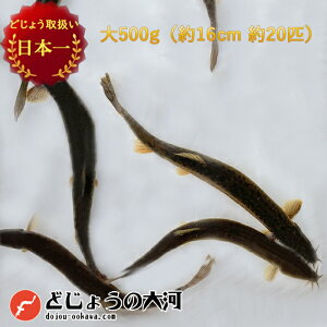 y ǂ傤 {z  ǂ傤 500g  y16cm 20Cz  ǂ傤 ނ GT Mы Ñ㋛ GT  ǂ傤 (HpOK)F ǂ傤̑ hWE a a  a