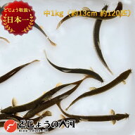 【 どじょう 日本一】 えさ どじょう 1kg 中 【約13cm 約120匹】 えさ 活どじょう 釣り エサ 熱帯魚 古代…