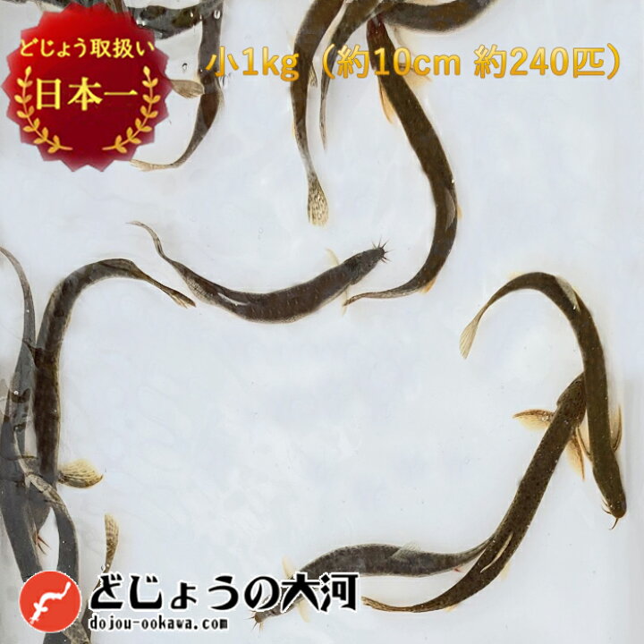 楽天市場 どじょう 日本一 えさ どじょう 1kg 小 約10cm 約240匹 えさ 活どじょう 釣り エサ 熱帯魚 古代魚 エサ に どじょう 食用ok どじょうの大河 ドジョウ 生き餌 生餌 生体 餌 どじょうの大河 楽天市場店