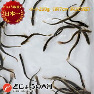 【 どじょう 日本一】 えさ どじょう 200g 小小 【約7cm 約100匹】 えさ 活どじょう 釣り エサ 熱帯魚 古…